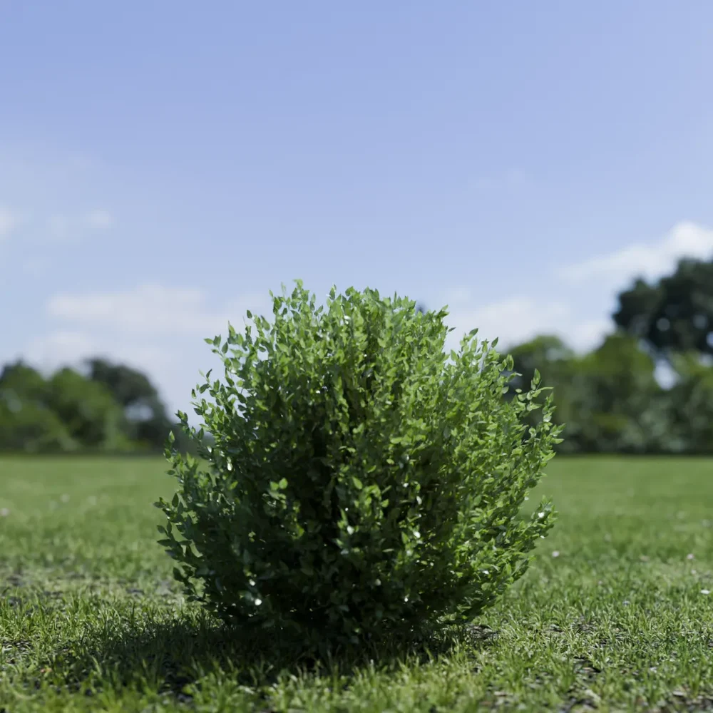 Shurb - Buxtussempervirens Boxwood