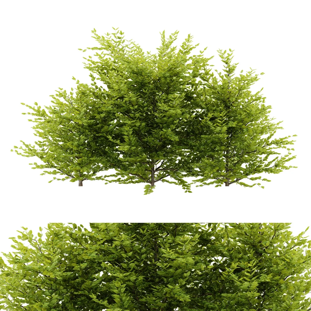 Simple Bush Plant