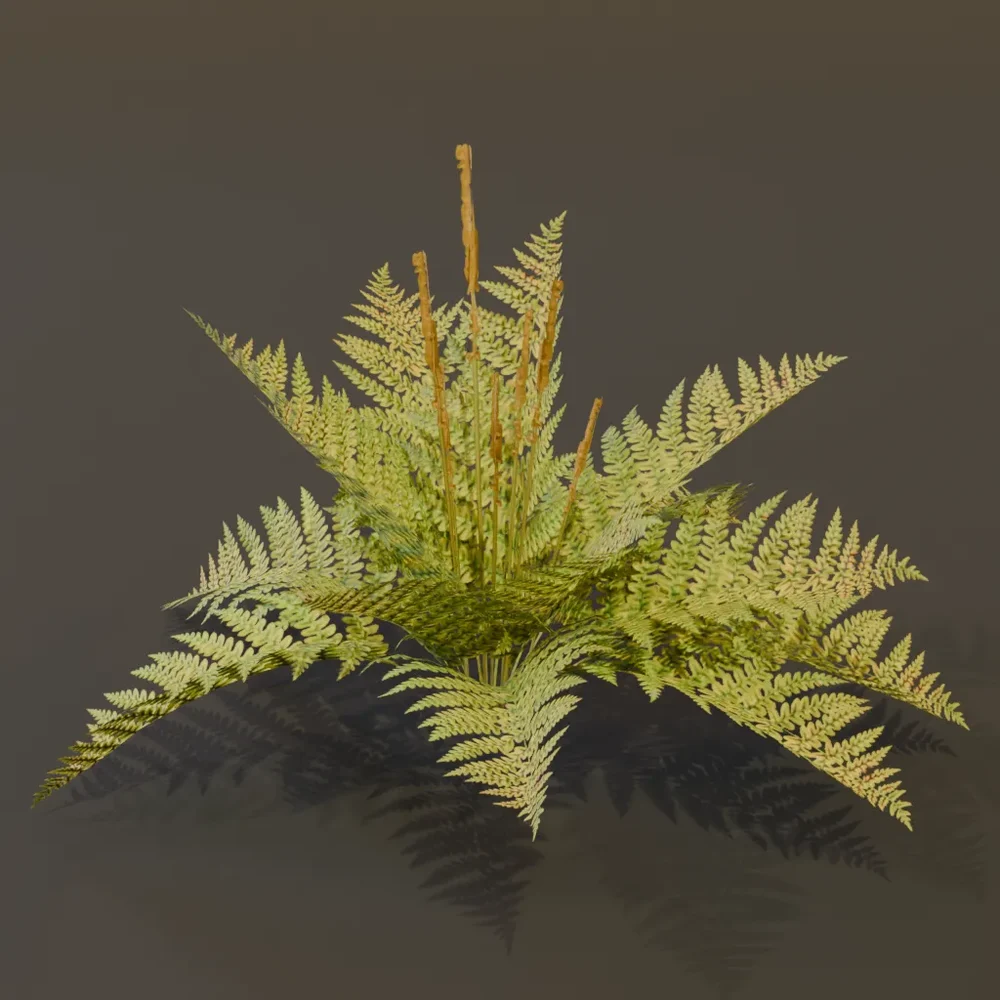 Cinnamon Fern Elder