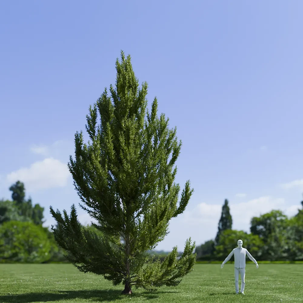 Pinus Flexilis Vanderwolf Pyramid