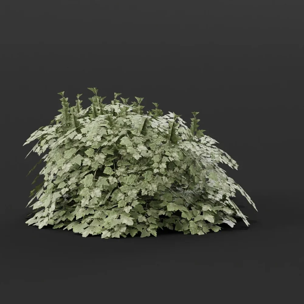 Cranberry Bush Small Variation Noflowers