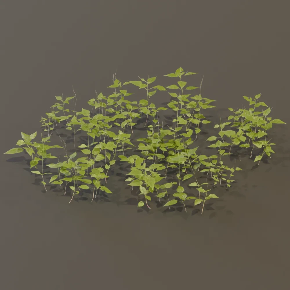 Circaea Lutetiana Weed Plant Large