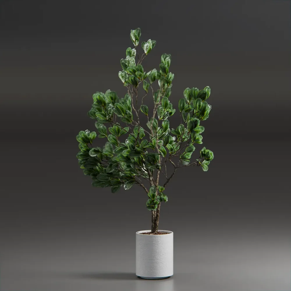 Indoor Plant Variation