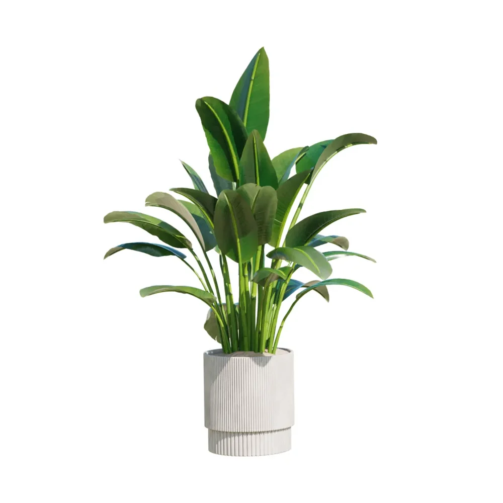 Indoor Plant Bird Of Paradisebird