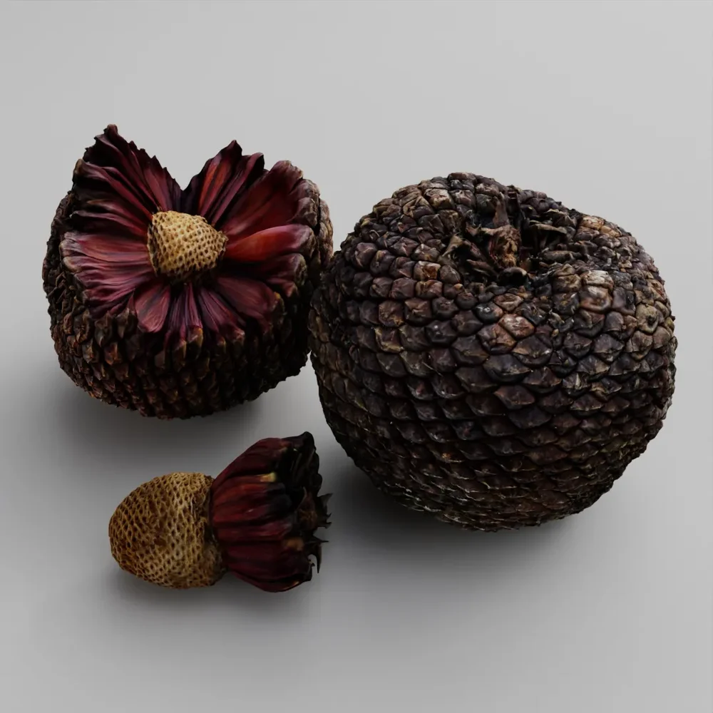 Araucaria Pine Cone Pack