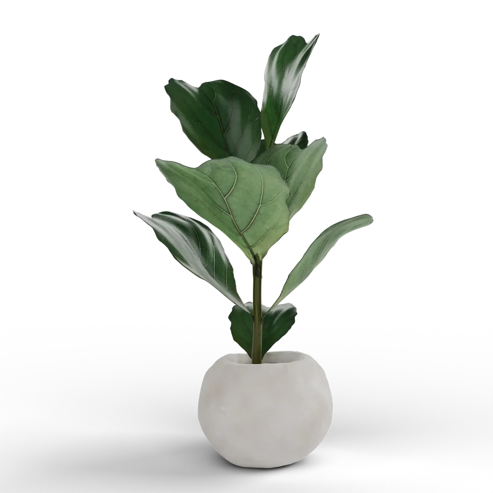 Ficus Lyrata