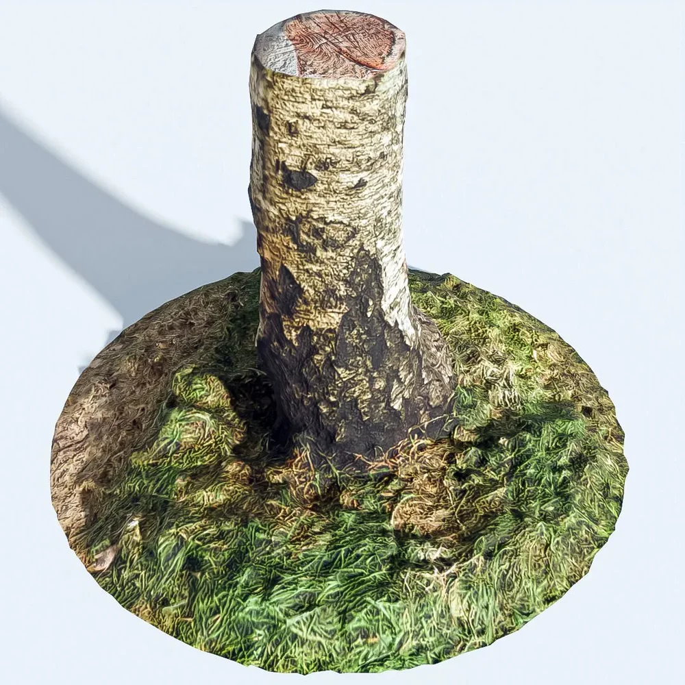 Tree Stump