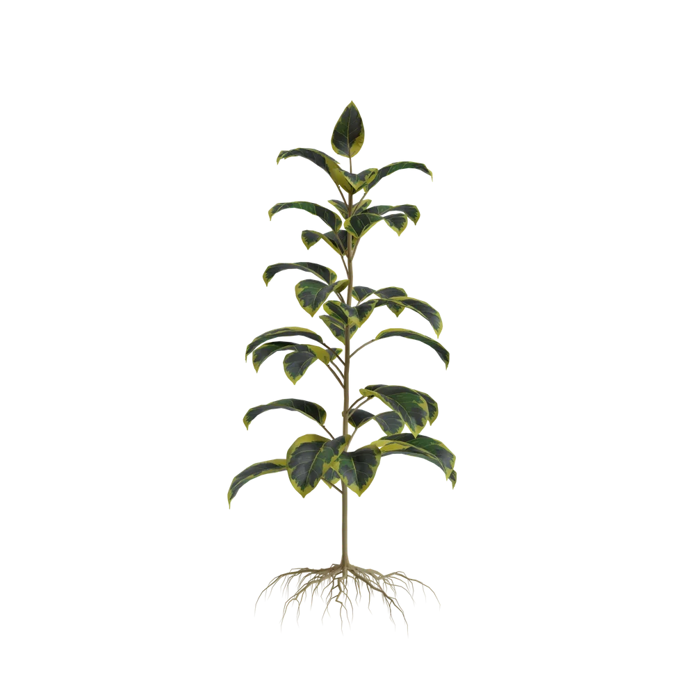 Plant
