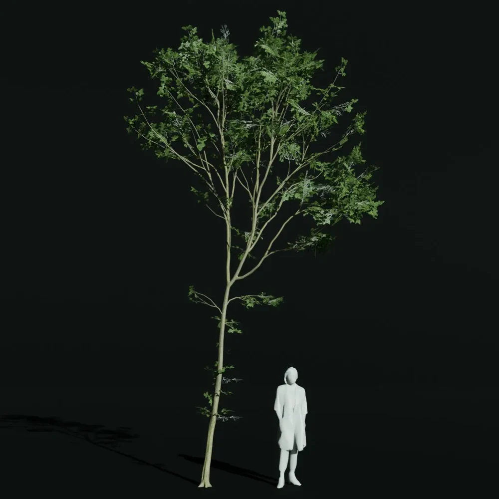 Hornbeam Thin