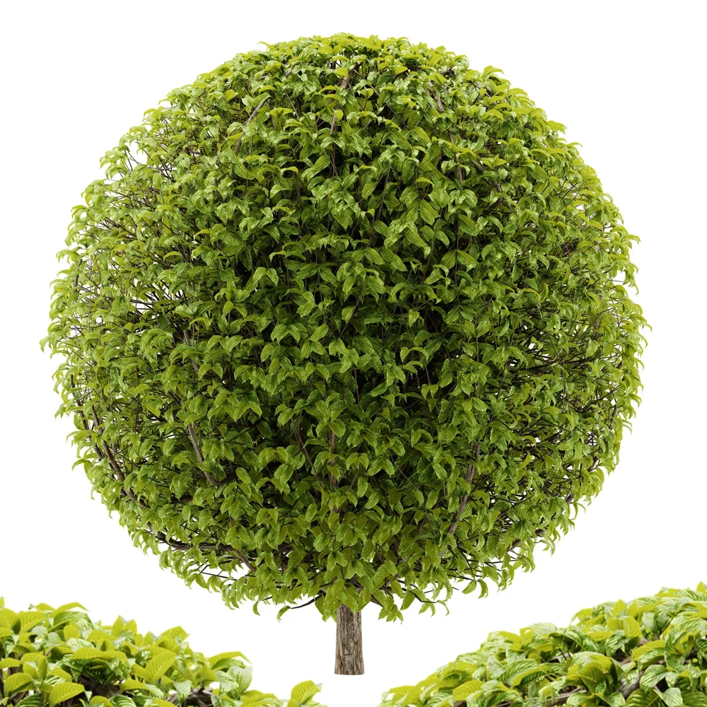 Hedge Spherical Plant