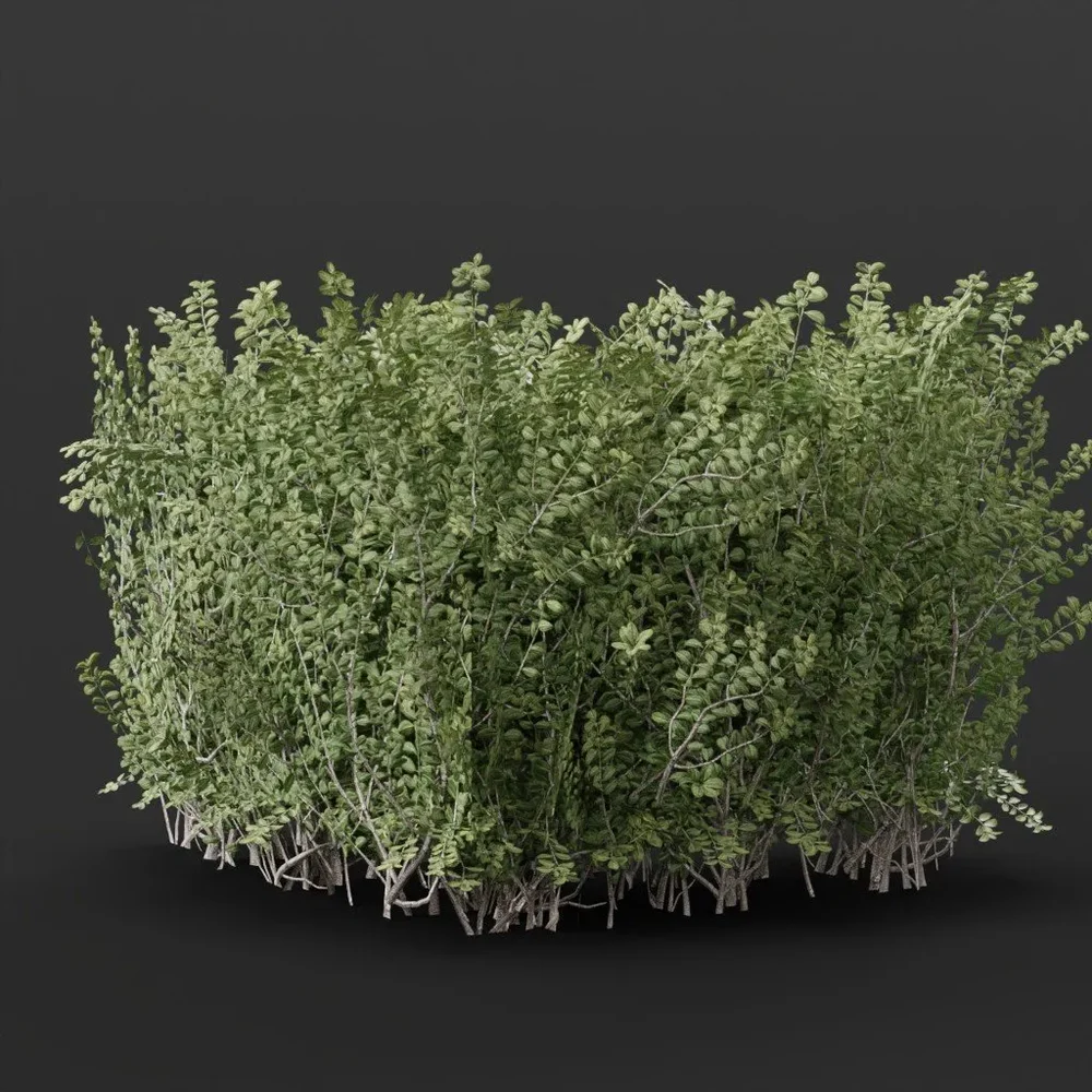 Boxwood Hedge Edge Round Variation