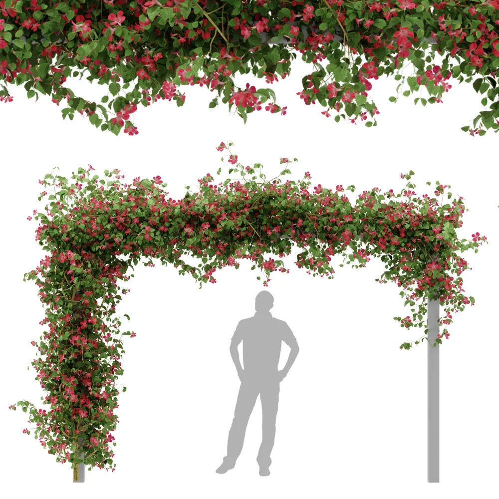 Ivy Flower Arbor Plant - Chinese Trumpet Vine
