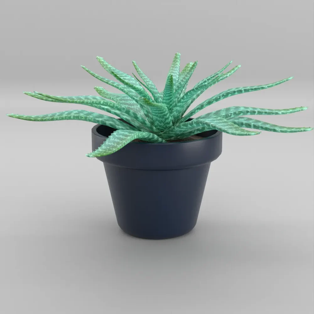 Aloe Vera Plant In Blue Pot