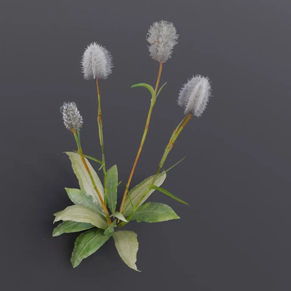 Plant Bistortoides Small
