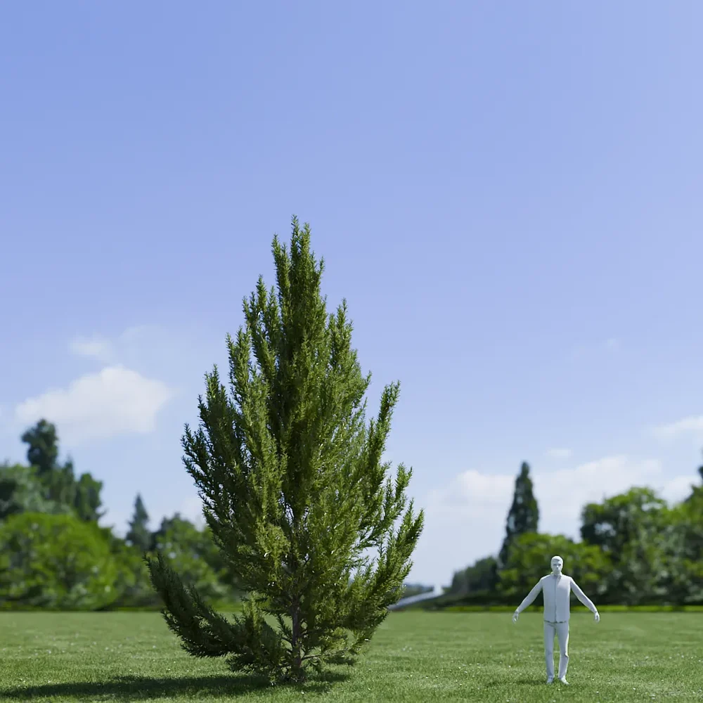 Pinus Flexilis Vanderwolf Pyramid