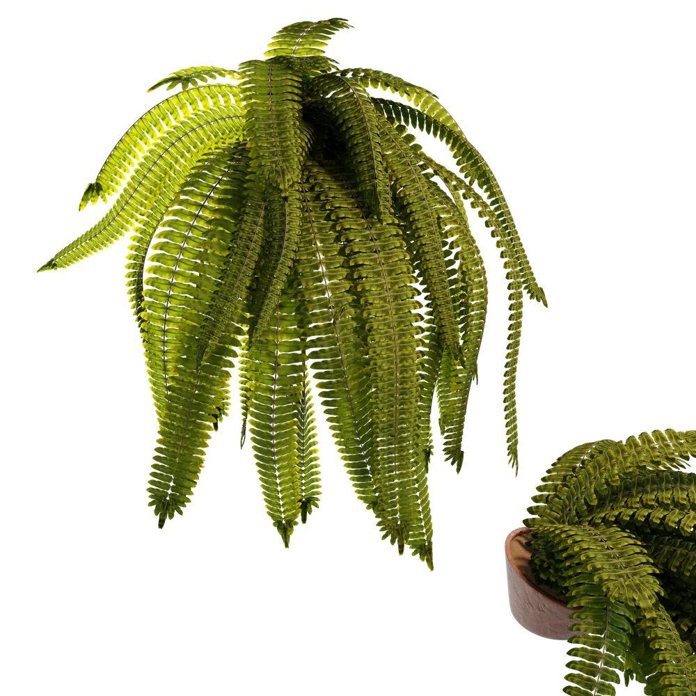 Falling Fern