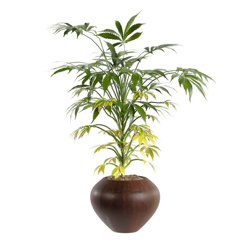 Marijuana Plant Plants