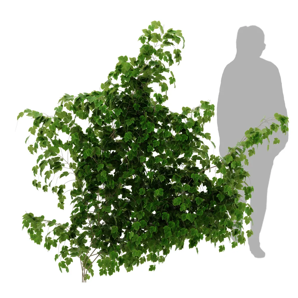 Simple Ivy Wall Plant