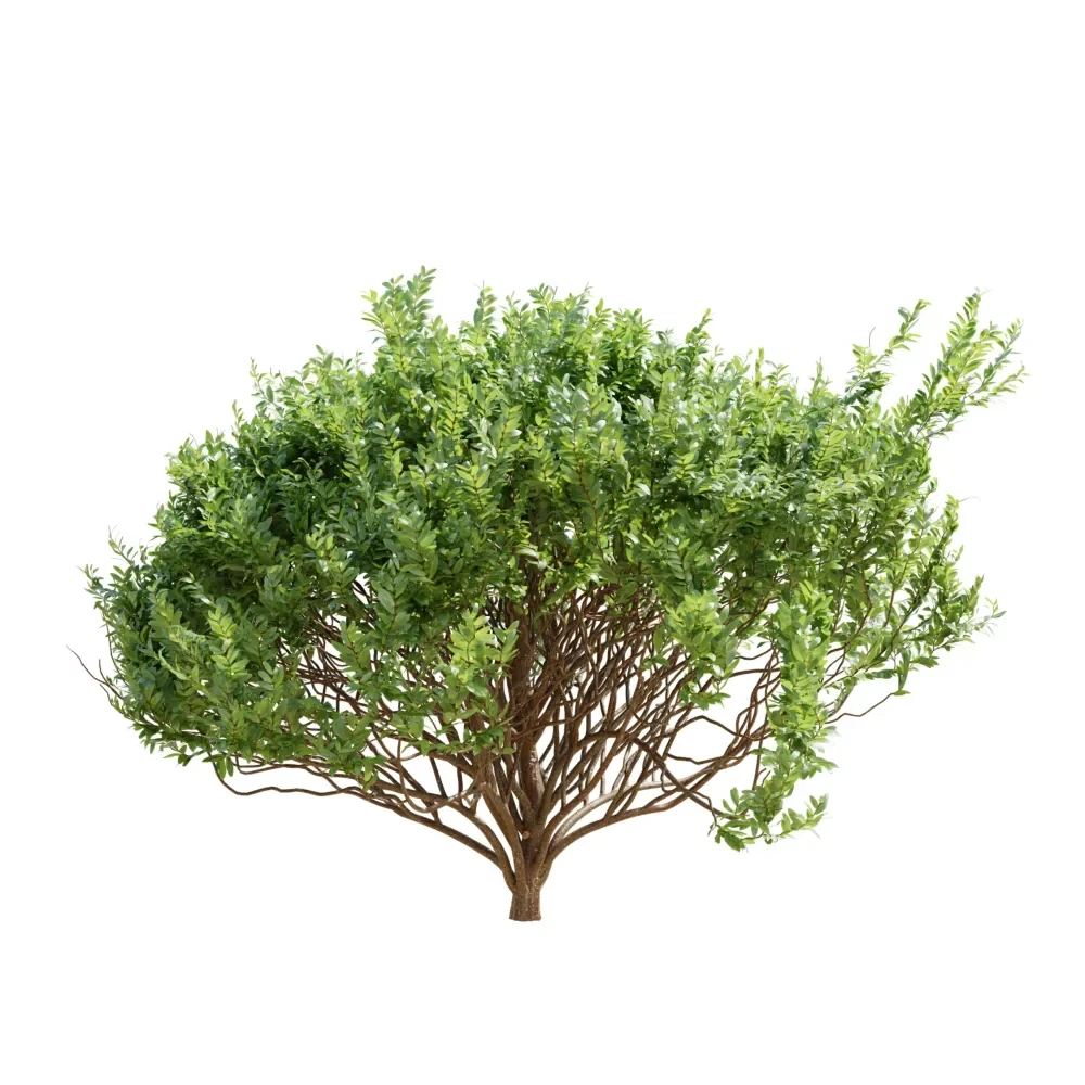 Cistus Albidus Zistrose Decorative03