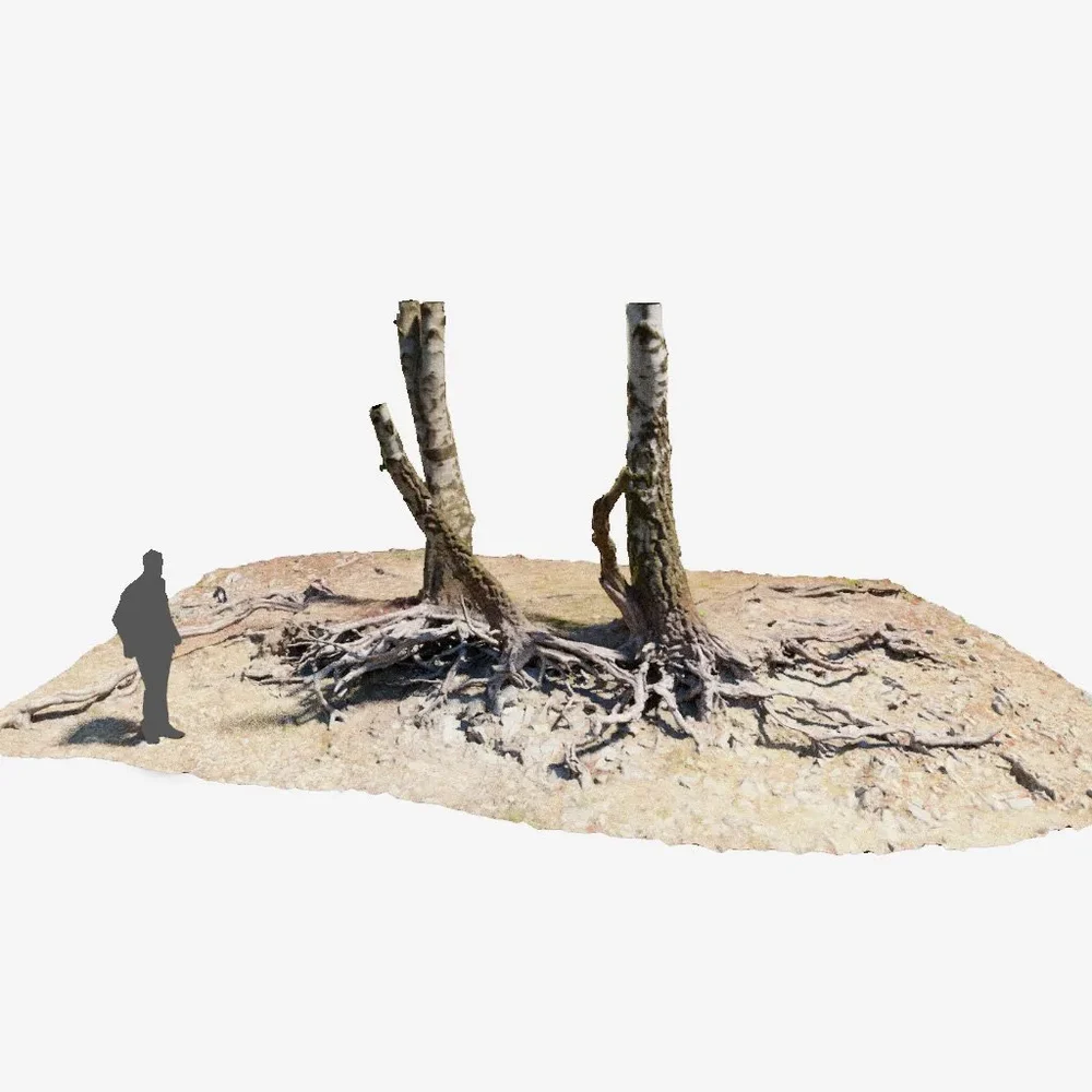 Birch Tree Roots Overhang Pbr Scan