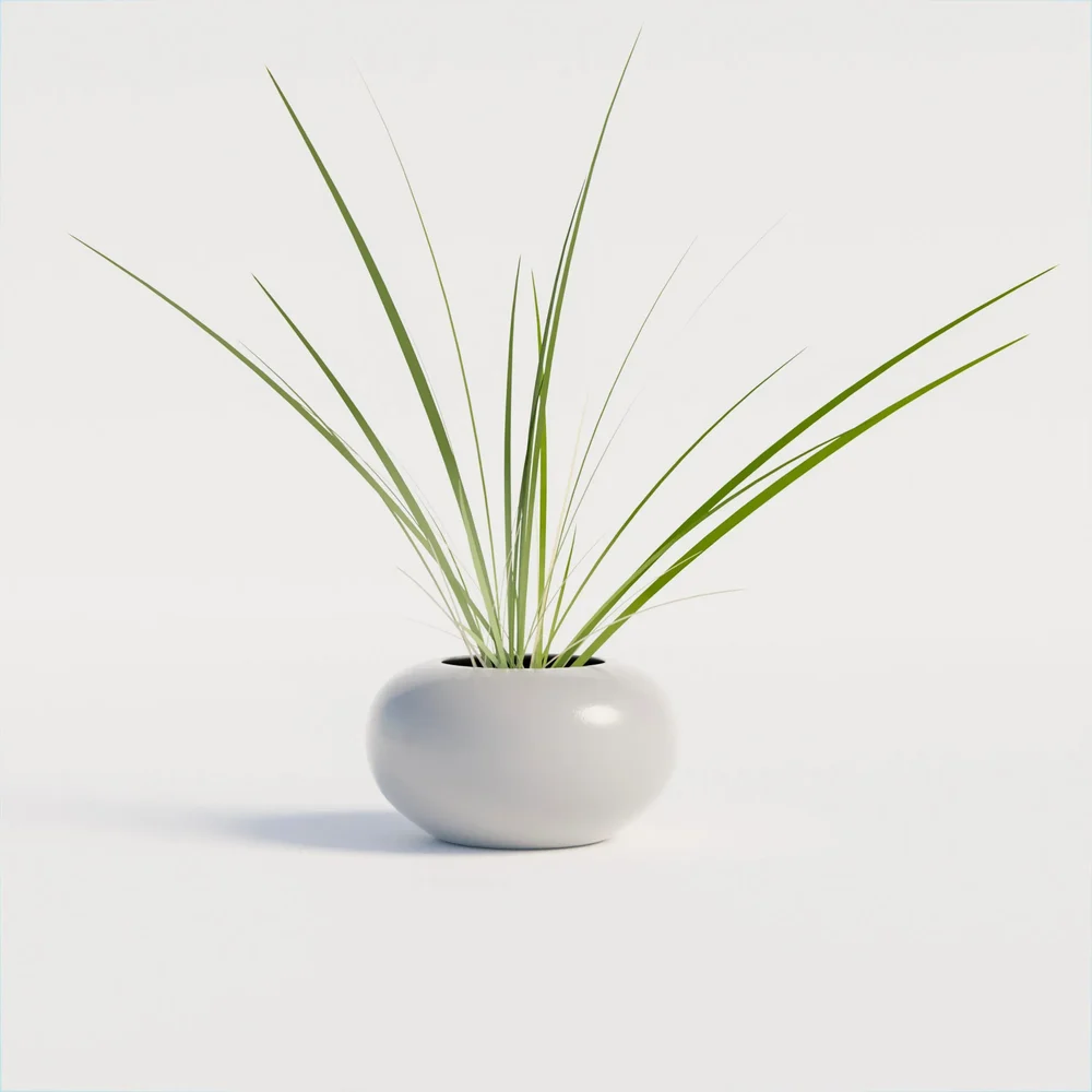 Decorative Indoor Plant