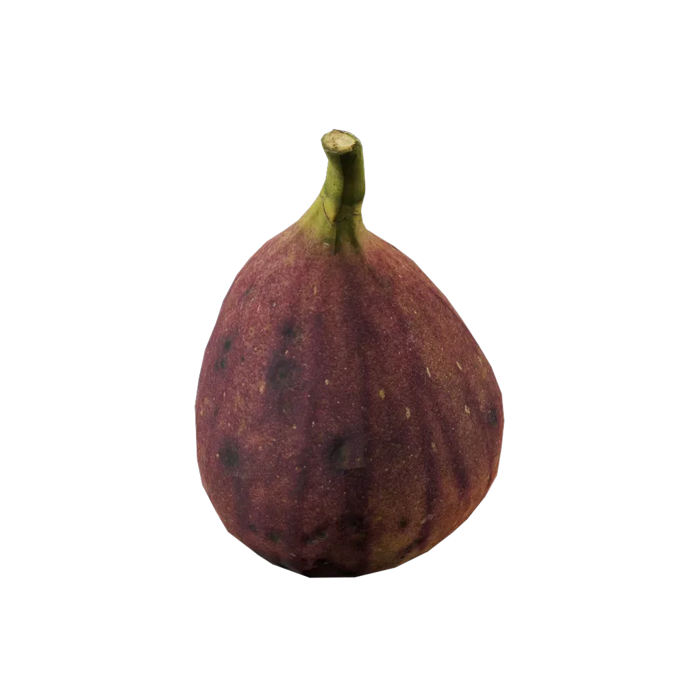 Ficus Carica