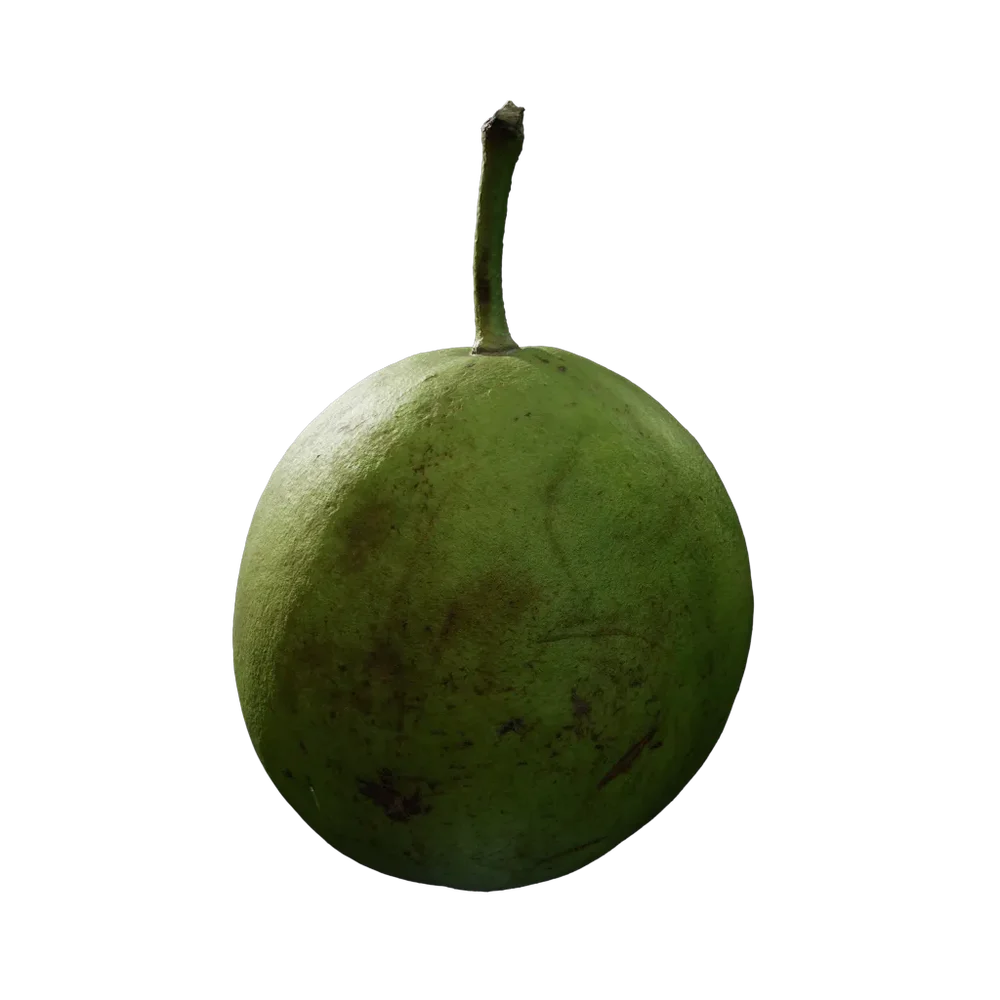 Psidium Guajava
