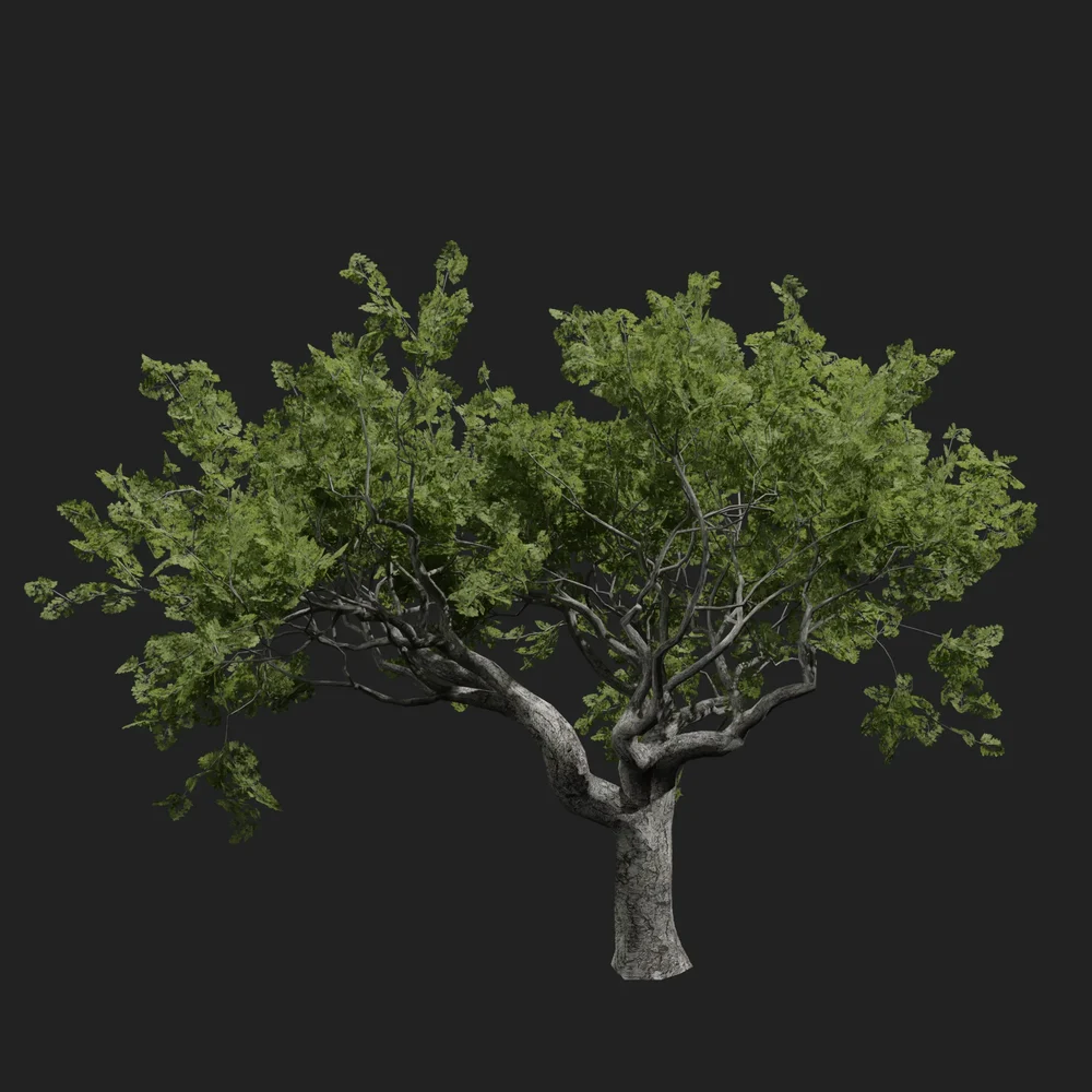 Oak Tree For Forest Scatter