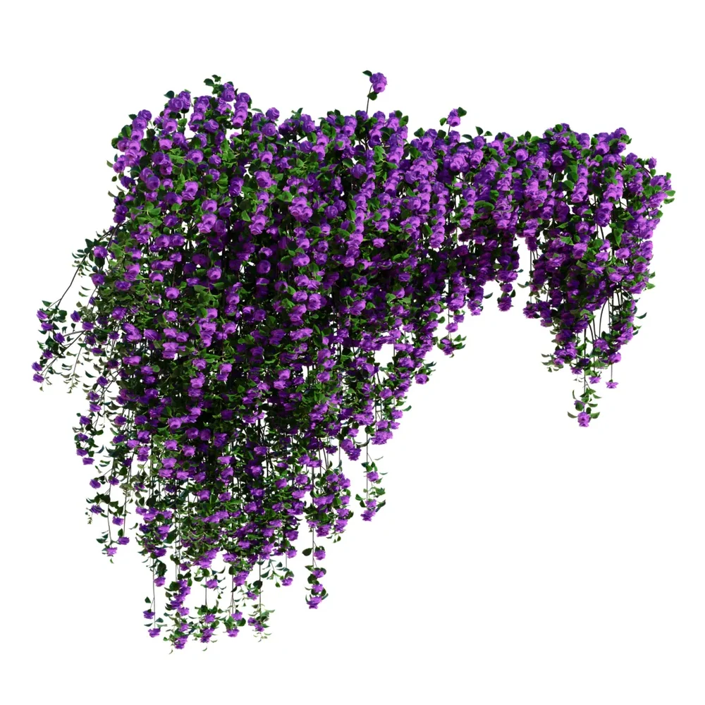 Climbing Roses Wall Grow Top Purple