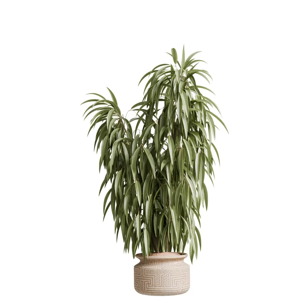 Ficus Binnendijkii Alii Maclellandii