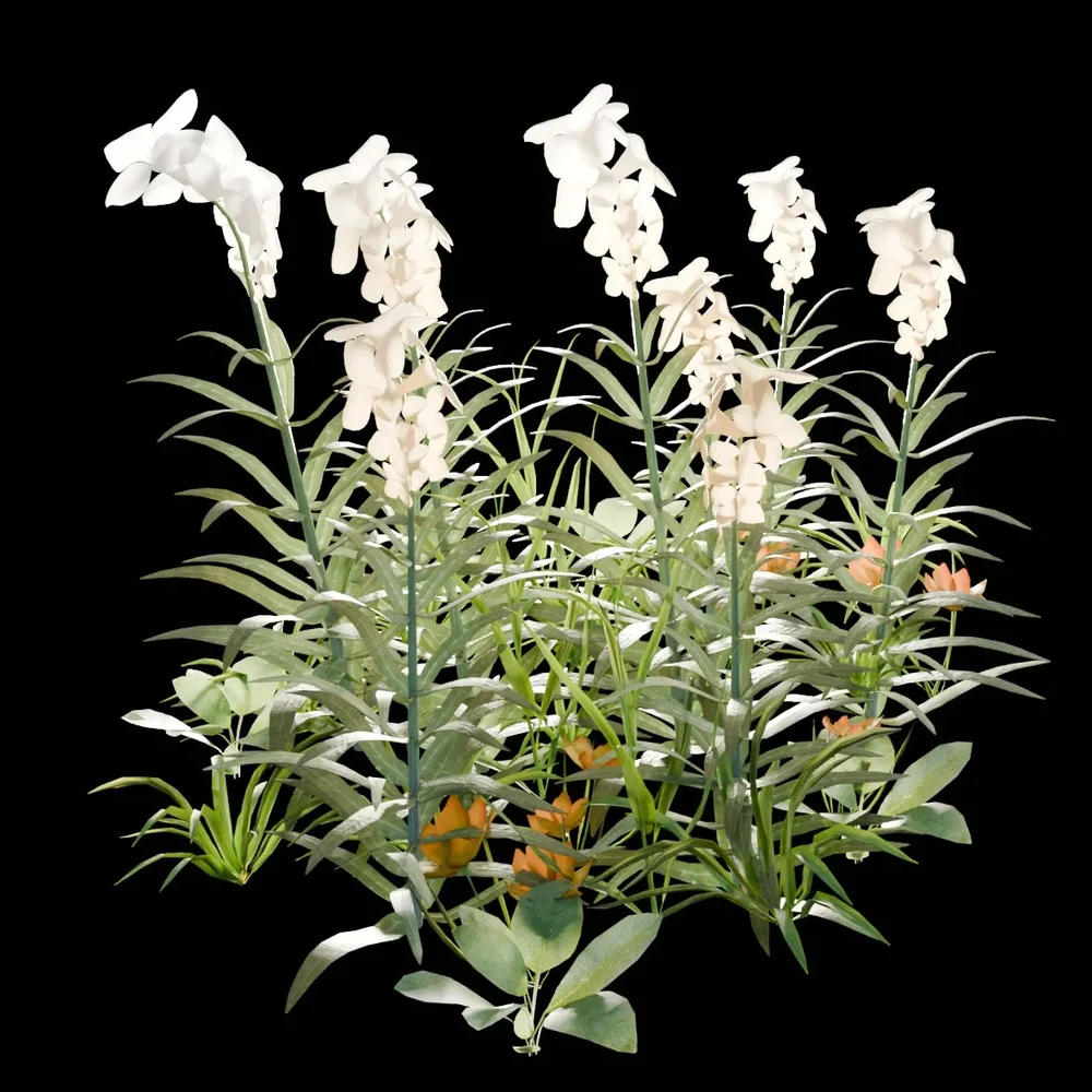 Garden And Yard Plants