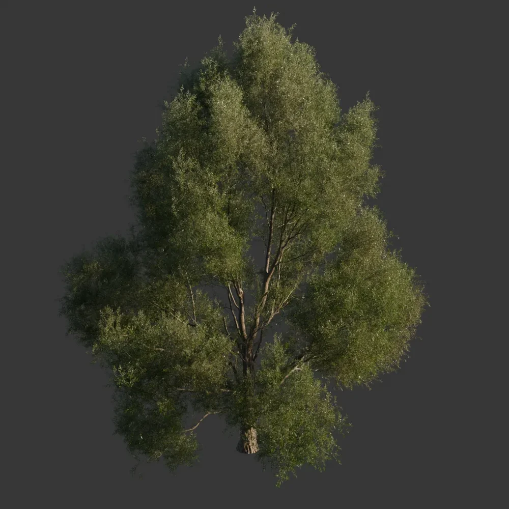 White Willow