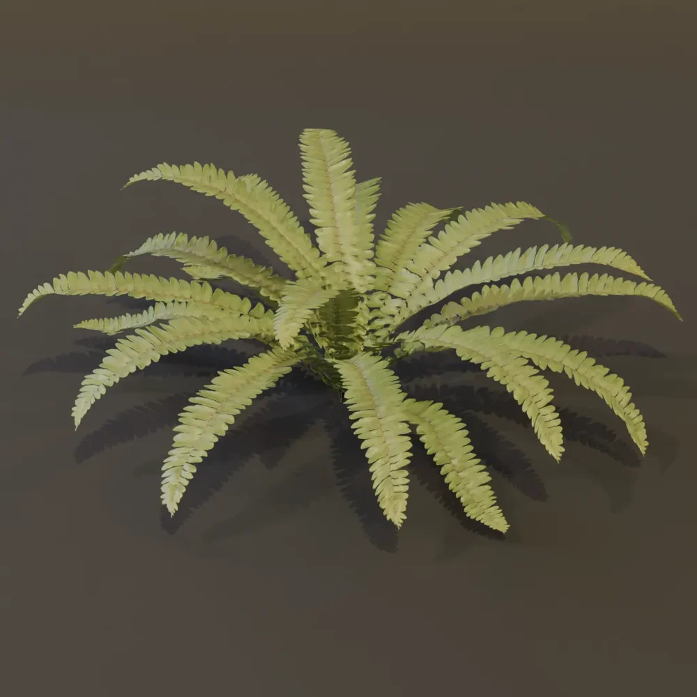 Hart Tongue Fern Large