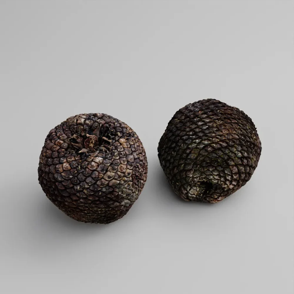Araucaria Pine Cone
