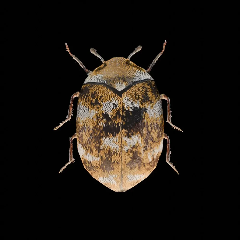 Wild Bug