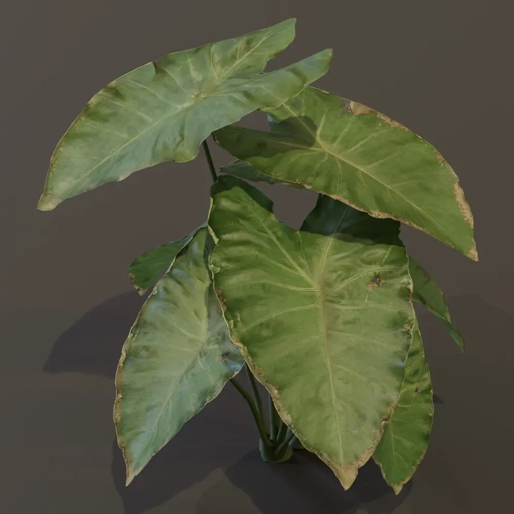 Elephant Ear Taro Plant Med