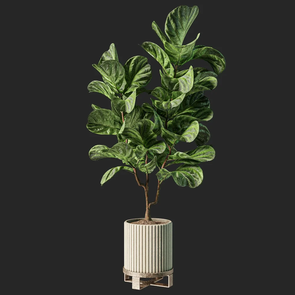 Ficus Lyrata