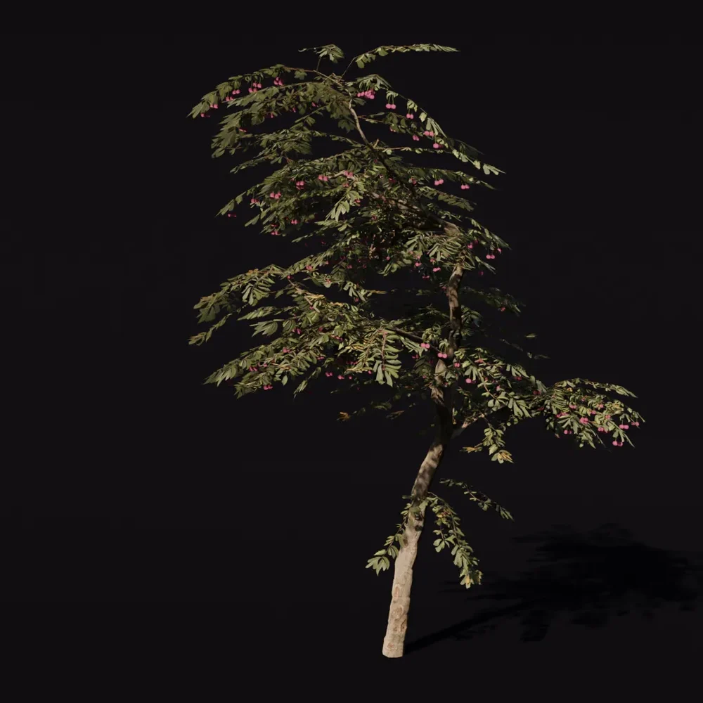 Tree Cherry C1 Small