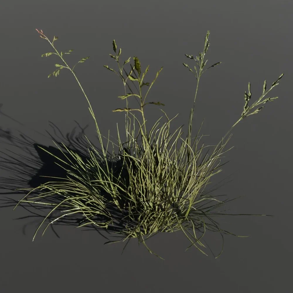 Plant Poa Alpine Large