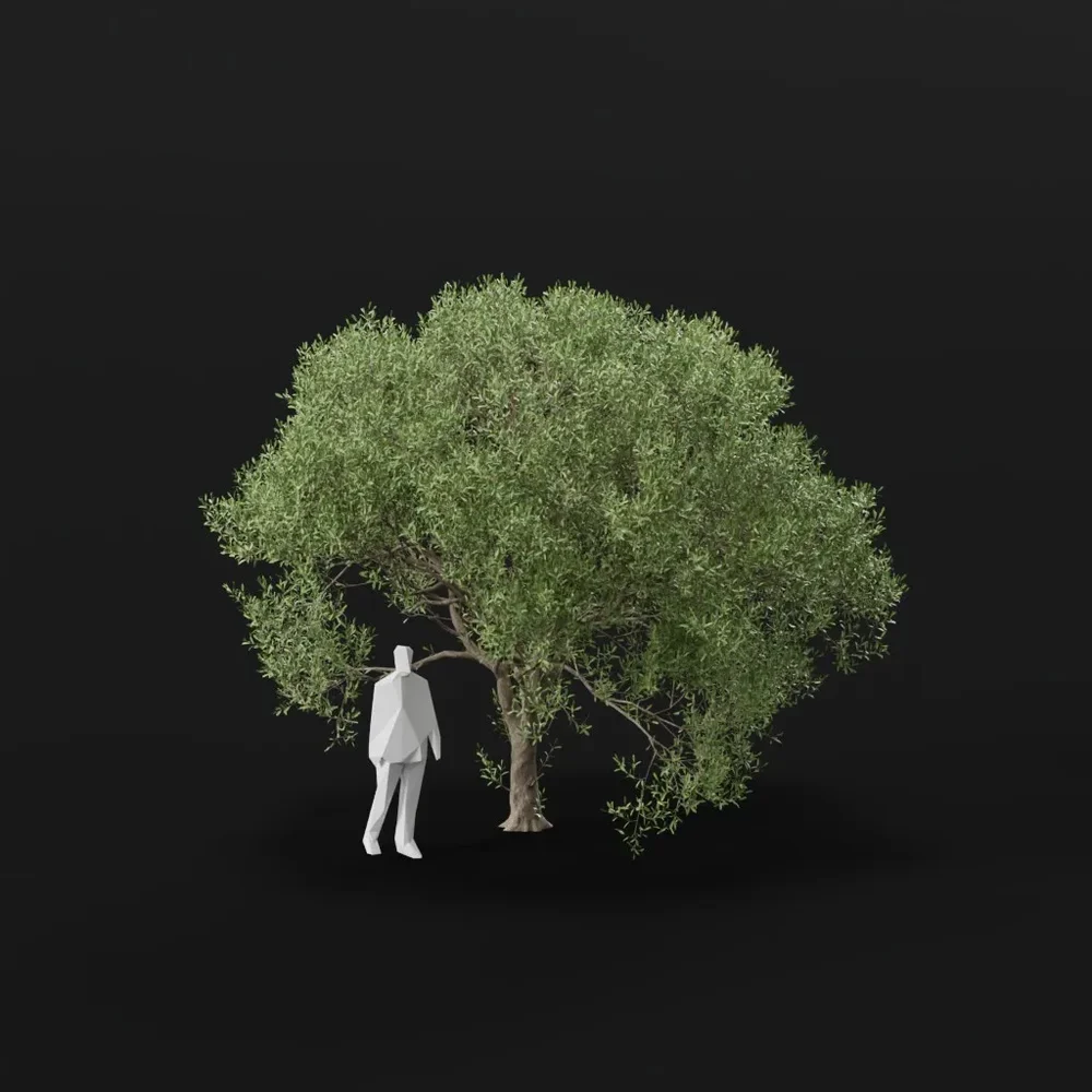 Olive Tree Adult