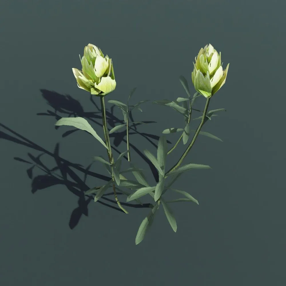 Plant Indian Paintbrush Medium