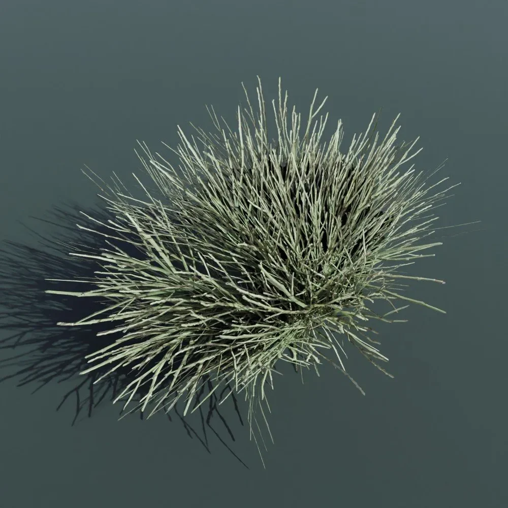 Plant Ephedra Nevadensis Medium