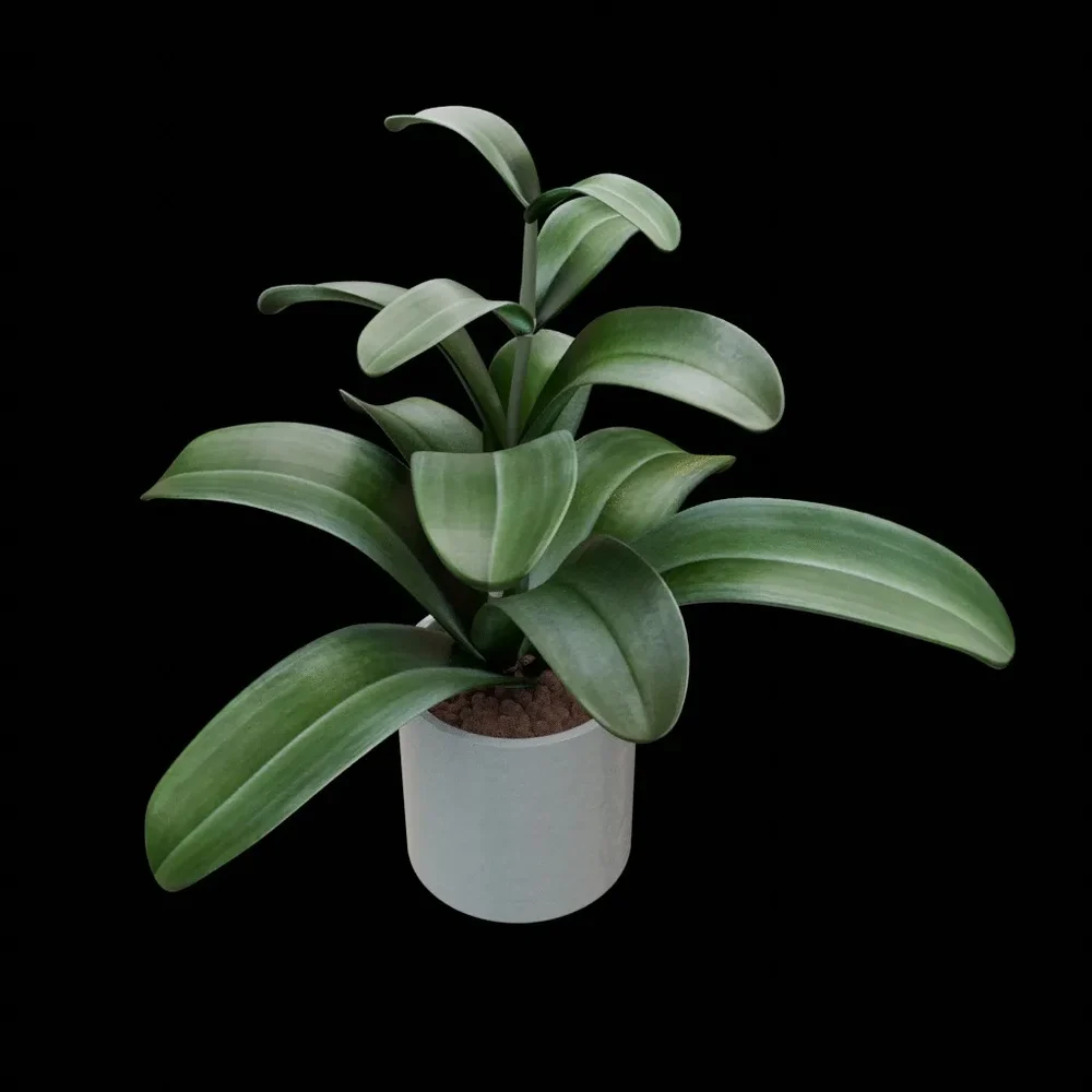 Plant In Pot