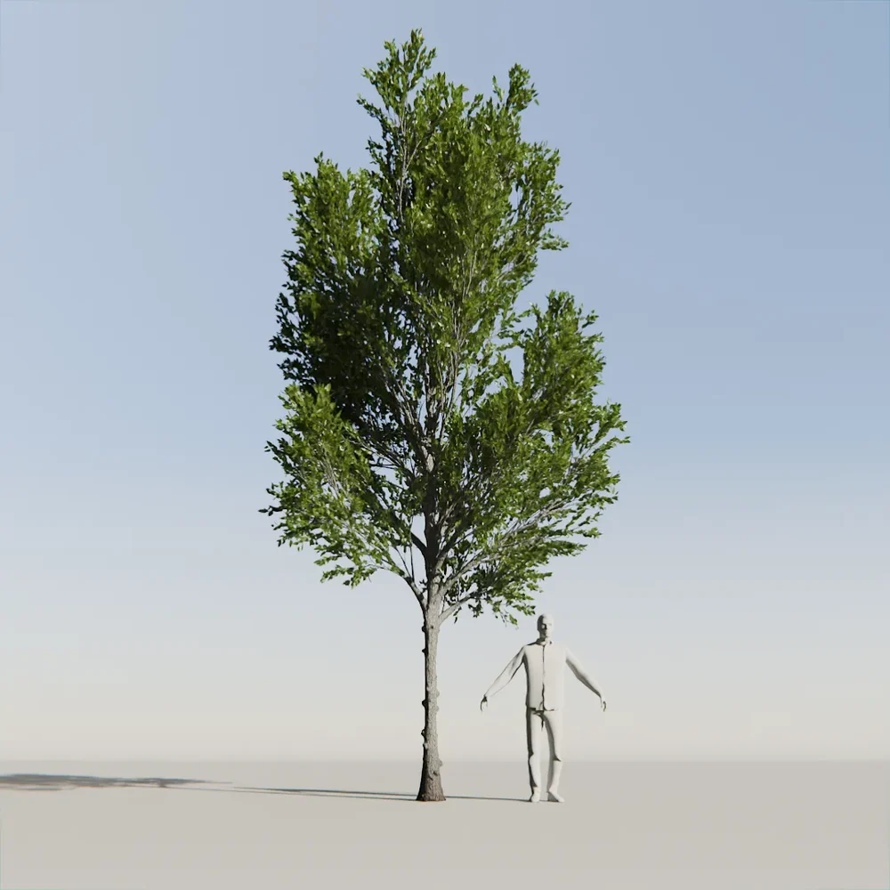 Katsura Tree Variation