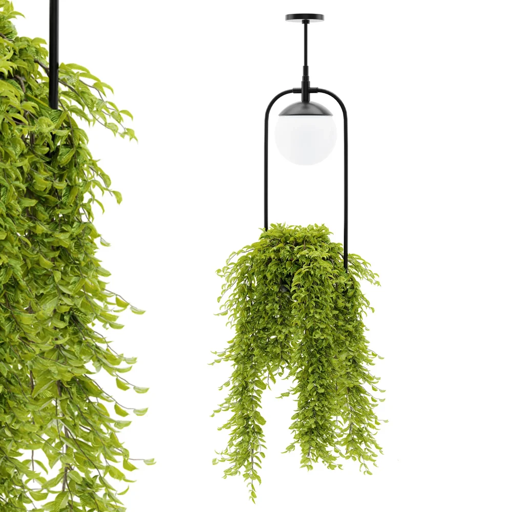 Hanging Lamp Plant