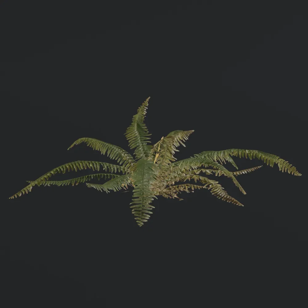 Tropical Fern C1
