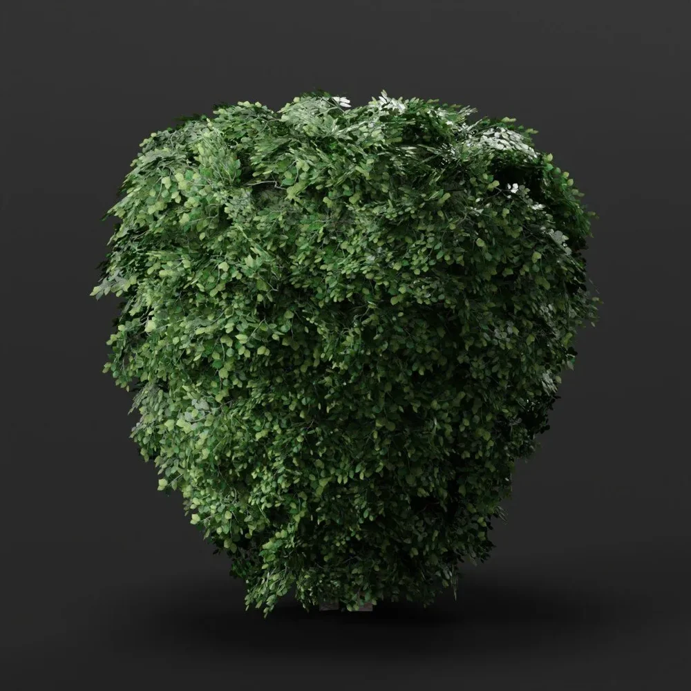 Ficus Bush Trimmed