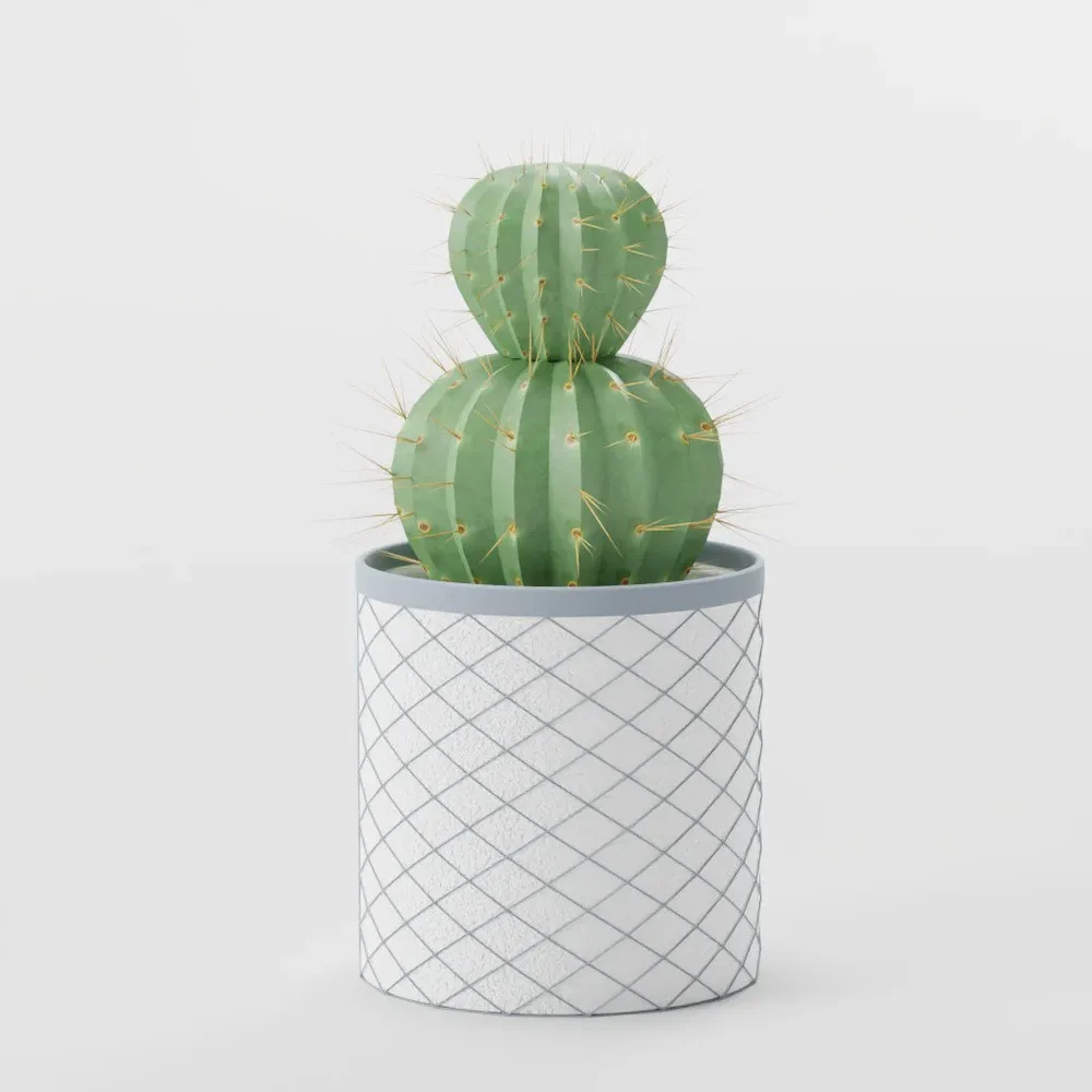 Double Decker Cactus In Mesh Pot