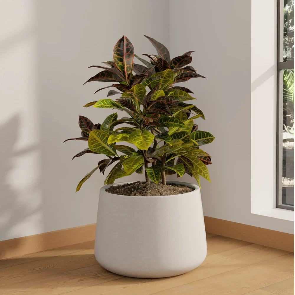 Croton Plant In Concrete Pot