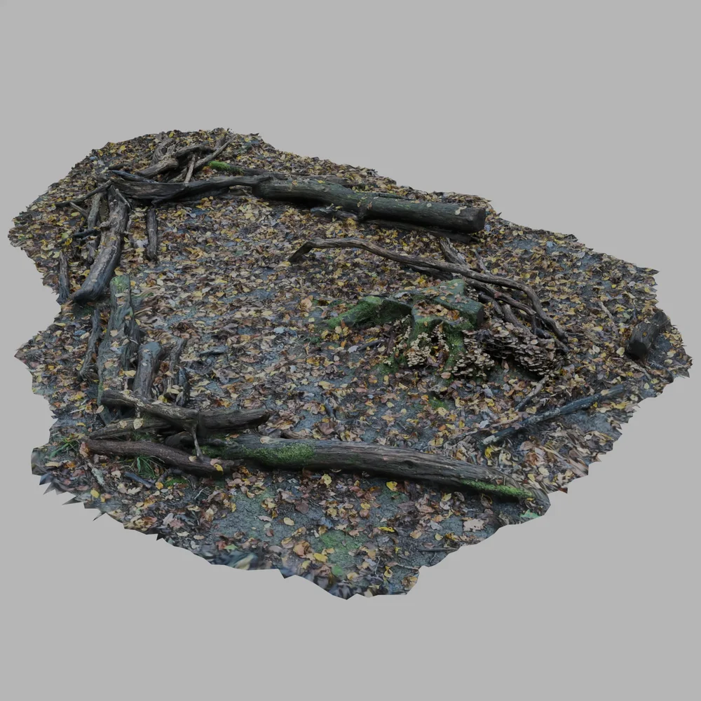 Forest Ground Leaves With Dead Wood